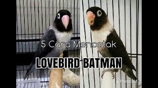 Download lagu 5 Persilangan Warna yang Menghasilkan Anakan BATMAN|| Inilah Warnanya mp3 Download lagu 5 Persilangan Warna yang Menghasilkan Anakan BATMAN|| Inilah Warnanya mp3