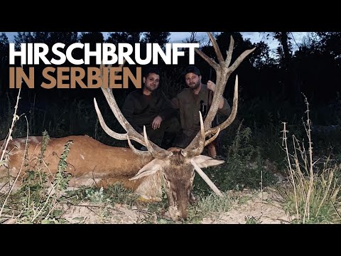 Hirschbrunft in Serbien I Jurassic Jelena 2 I JETZT ANSEHEN AUF HUNT ON DEMAND!