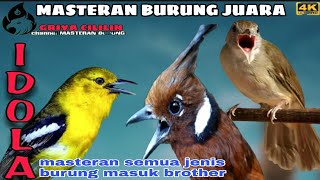 Download lagu MASTERAN MURAI BATU Cililin vs Kapas Tembak vs Sir... mp3