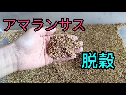 園芸 アマランサス、アワ