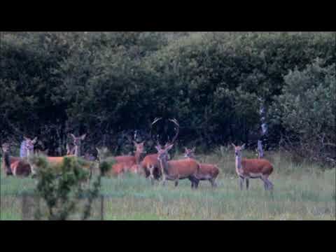 Brunft der Rothirsche, ein starker Zwölfender und sein Rudel