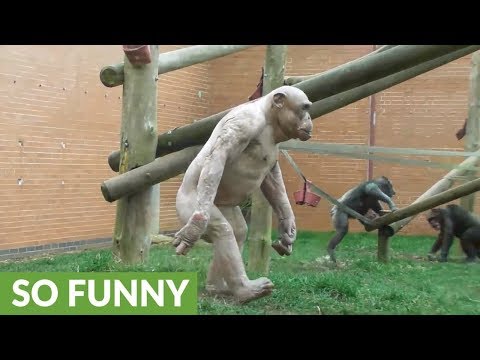 Funny compilation of monkeys walking like humans