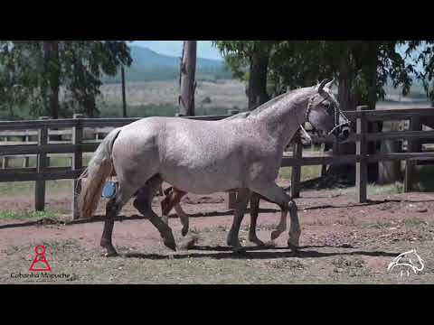 LOTE 21 – BT CLEÓPATRA