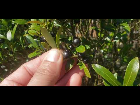 image-How do I identify my Ilex glabra?
