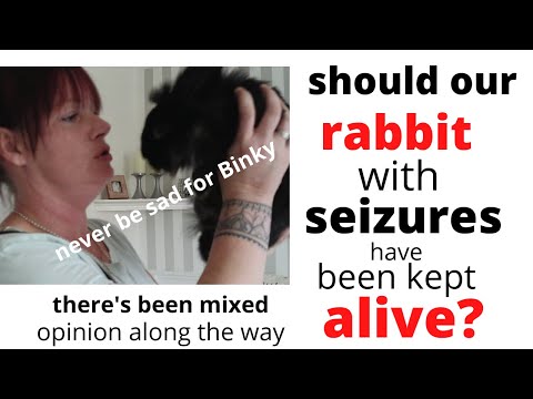 seizures in rabbits & our reasons, our decision  when the vet gave up