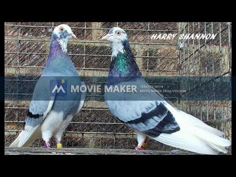 MY HARRY SHANNON ENGLISH TIPPLER`S PIGEONS