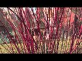 Cara menanam Cornus 'Sibirica'