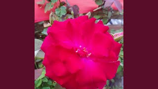 Download lagu Rayuan wanita mp3 Download lagu Rayuan wanita mp3