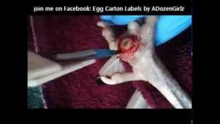 Copy of BUMBLEFOOT SURGERY ON OUR CHICKEN