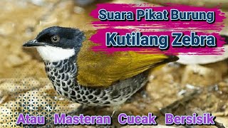 Download lagu suara pikat dan Masteran burung kutilang zebra / cucak bersisik / percang batik /lincang macan ampuh mp3 Download lagu suara pikat dan Masteran burung kutilang zebra / cucak bersisik / percang batik /lincang macan ampuh mp3