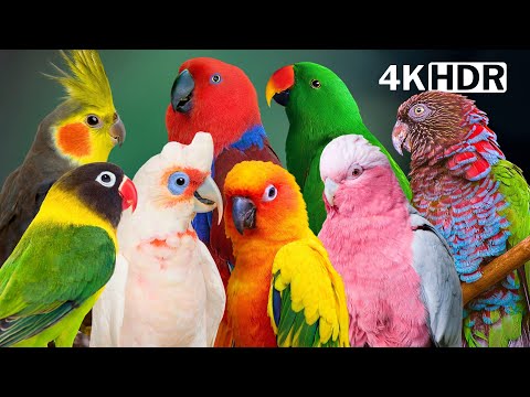 The Most AMAZING PARROTS | Breathtaking Nature & Wonderful Birds Songs | Relaxation | Parrots Names
