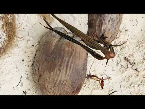 Drehu Zavy 2k19🎶🎵