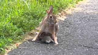 Three Baby Rabbits Suckling In My Driveway