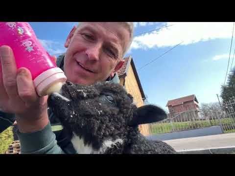 Stigao je novi kućni ljubimac 😃 