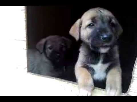 Rescued puppies -- Vafa Animal Shelter