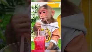 Download lagu Cute and Funny Baby Cats Videos Compilation (Babu Edition) mp3 Download lagu Cute and Funny Baby Cats Videos Compilation (Babu Edition) mp3