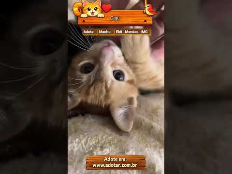 Vídeo de Caju
