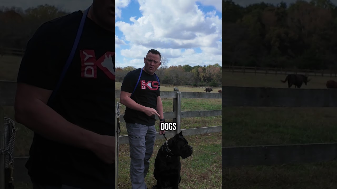 Get Ready for a Shock! Prong Collars Actually Work Wonders!