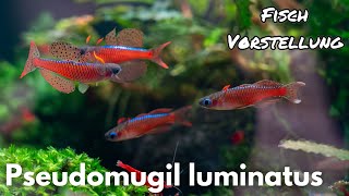 Neon-Blauauge - Pseudomugil luminatus | Liquid Nature Fisch Vorstellung