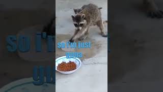 Raccoon Federation 🦝🥔 Funny Talking Animal in Tik Tok KLR Dubs #Shorts #TalkingAnimals