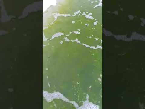 sivid fom of junabdhr