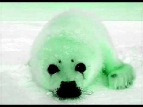 seal clubbing (greenpeace mix)