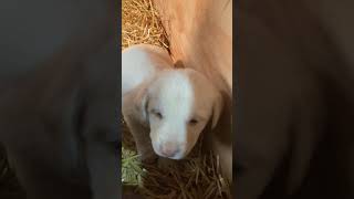 Video preview image #4 Labrador Retriever Puppy For Sale in BELLINGHAM, MN, USA