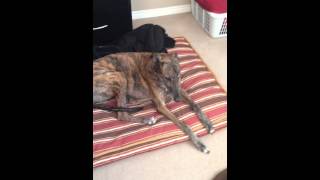 Lazy Greyhounds