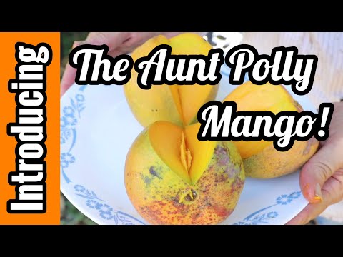 Introducing the 'Aunt Polly' Mango!