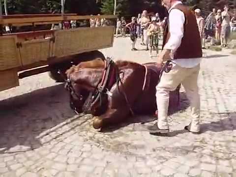 Woźnica zamęczył konia na śmierć