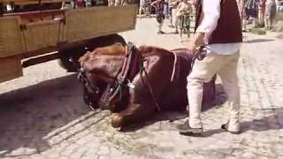 preview picture of video 'Woźnica zamęczył konia na śmierć / Driver martyr horse to death in Zakopane Poland'