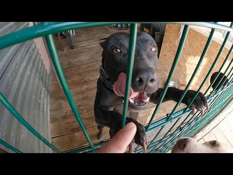 Багира беременна...😲 !!!??? Спайк сильно заболел, нет времени утеплить вольеры кошкам и собакам...