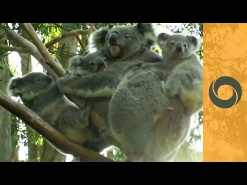Blended Koala Family - Mom Had 1 Baby, Adopted 2, Now Happy With Triplets!
