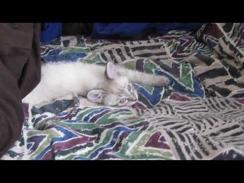 Udai’s Baby Chairman Meow