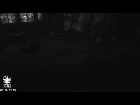 KC Zoo Polar Bear Cam