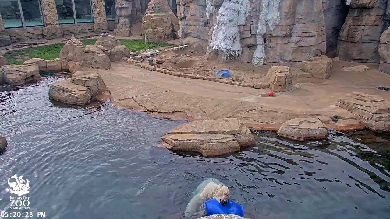 Post: Polar Bear Webcam at the Kansas City Zoowebcam
