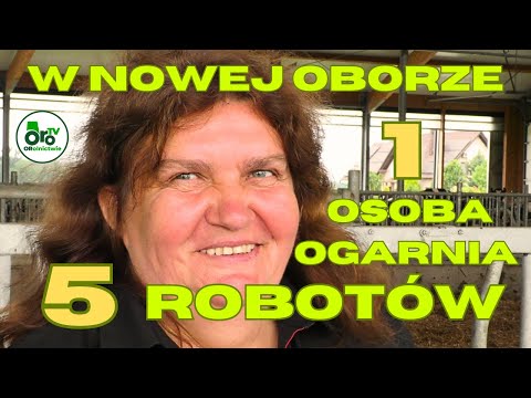 A woman can handle 250 cows in an hour and a half. The most beautiful barn in Poland?