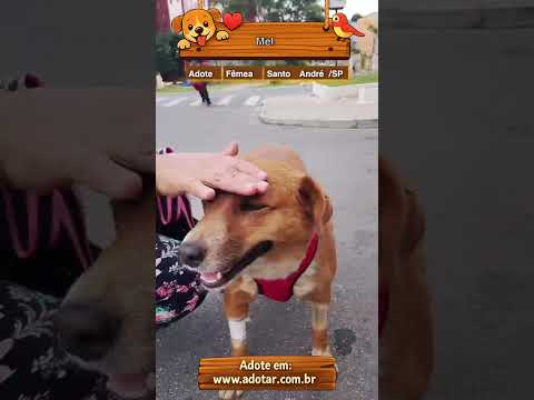 Vídeo de Mel