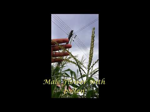 Corn Pollination 玉蜀黍授粉 (30Aug2020)
