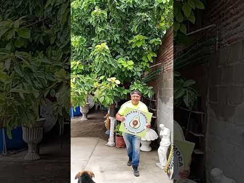 paltas en Simoca, Tucumán, Argentina.