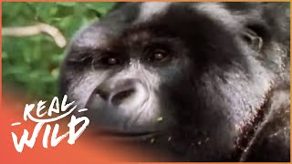 Gorilla Brothers Mourn Their Dead Father | Wild Things