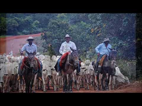 Os Três Boiadeiros video