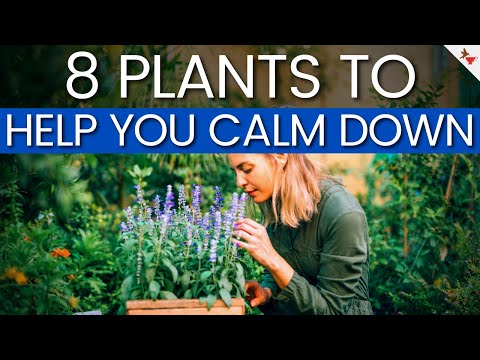 , title : '8 Plants to Help You Calm Down During Stressful Times | Plants For Stress And Anxiety'