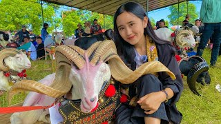 Download lagu Fancy Sheep Winners of the Livestock Contest‼️ mp3