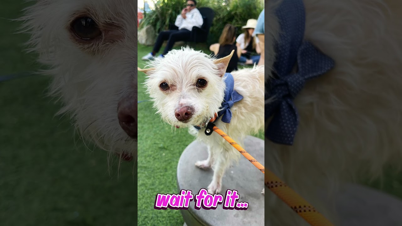 Enlarge Mick Shrimpton, a Adoptable mixed breed in Los Angeles, CA video 4/5