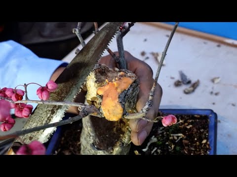 折れた木の枝を修復するにはどうすればよいですか?シンプルな解決策があります。  庭園