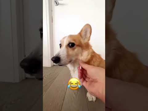 Funny Dog / #doglover #cute_puppies #dog #puppy #viralshorts @Dipankar-Chetia142