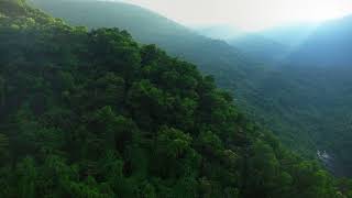 Drone Shot Rainforest | Free Stock Video (Royalty Free) #free #stockfootage
