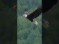 Bald Eagle catches and eats fish midair - Mark Smith Photography