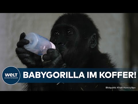 Video Thumbnail: ISTANBUL FLUGHAFEN: Schmuggler verstecken Gorilla – Rettung in letzter Sekunde! | Die gute Nachricht